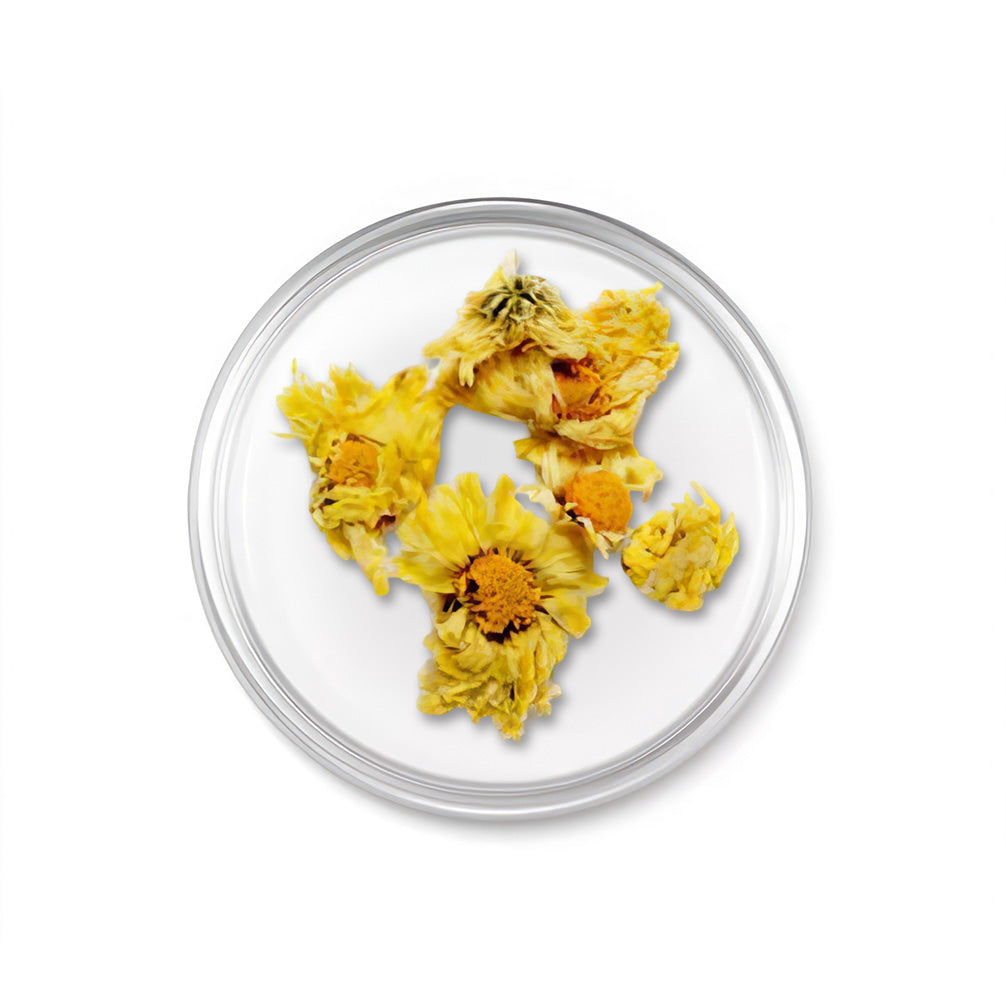 Chrysanthemum-Boreale-Flower_cad77047-dfaa-4050-97ff-a55cf79636d3.jpg