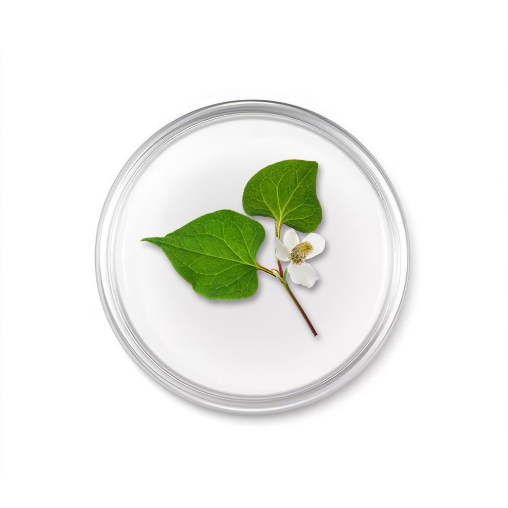 Houttuynia-Cordata-Extract_c35133de-6ce5-4559-903d-d1ad9a5456c9.jpg