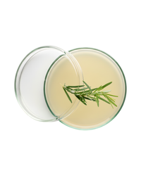 Rosemary Extract