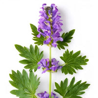Purple flowers with green leaves on a white background